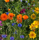Environment Friendly Pollinator Mix flower seeds