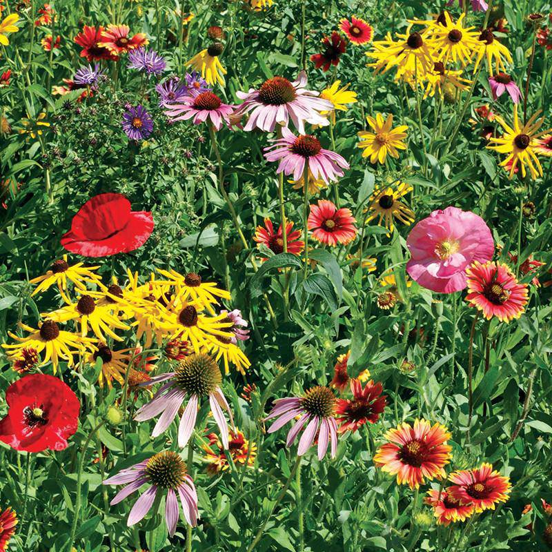 Low Maintenance Wildflower Mix flower seeds