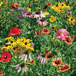Low Maintenance Wildflower Mix flower seeds