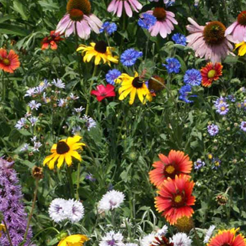 Northeast Wildflower Mix flower seeds