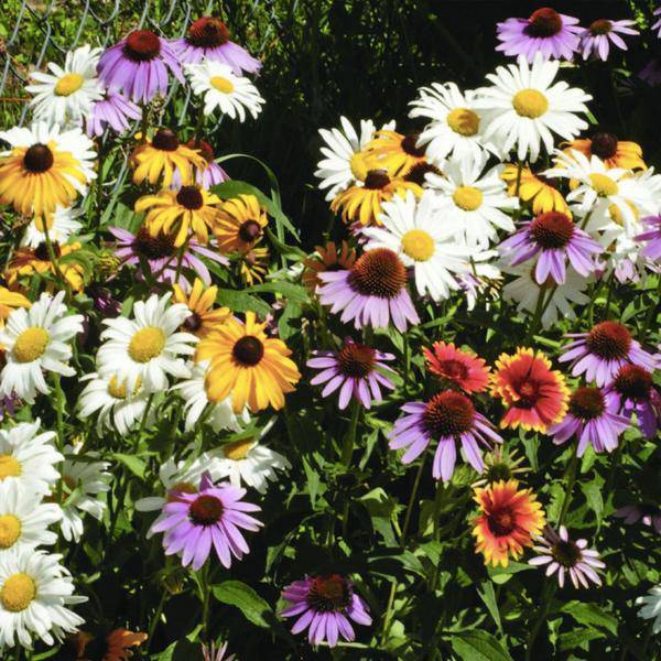 Perennial Wildflower Mix flower seeds