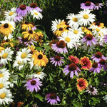 Perennial Wildflower Mix flower seeds