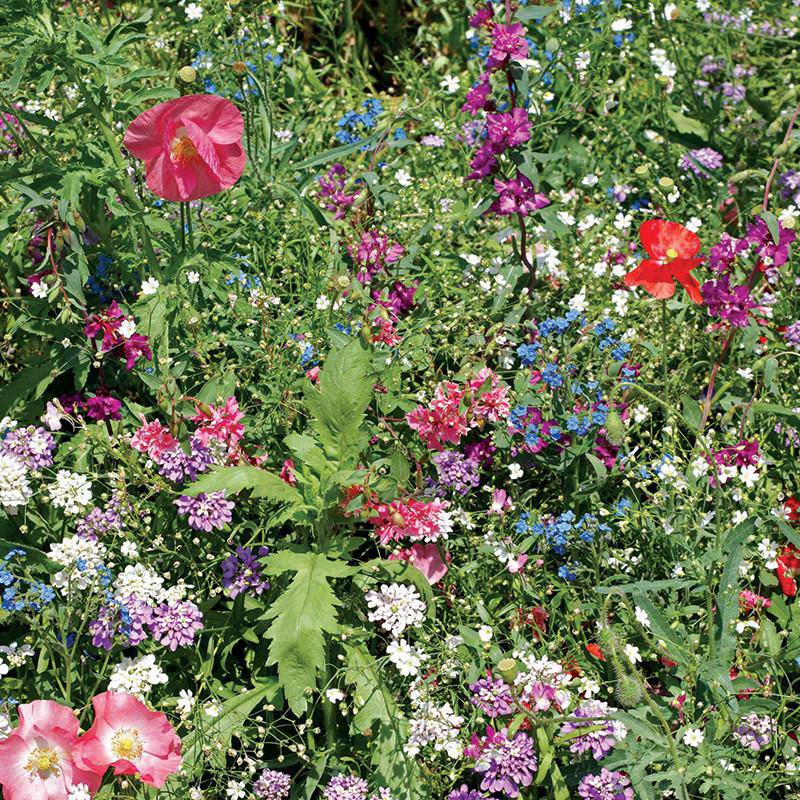 Shady Wildflower Mix seed packet