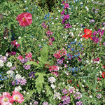 Shady Wildflower Mix seed packet