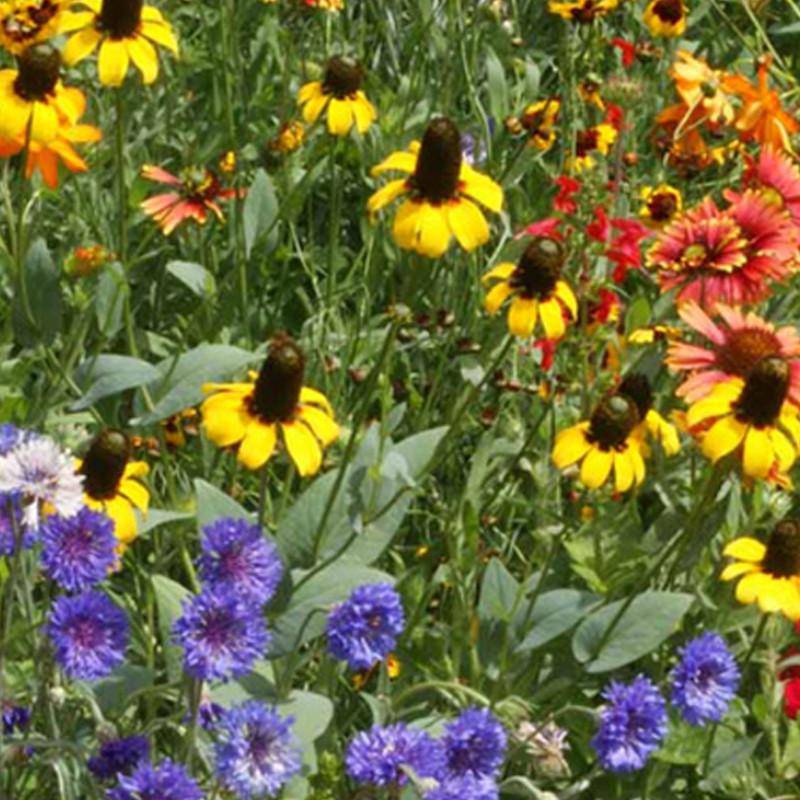 Southeast Wildflower Mix garden seeds