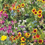 Sunny Wildflower Mix flower seeds