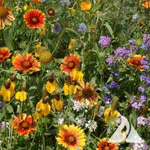 Western Wildflower Mix garden seeds