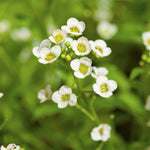 Alyssum garden seeds