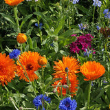 Annual Wildflower Mix Seed - Bentley Seeds