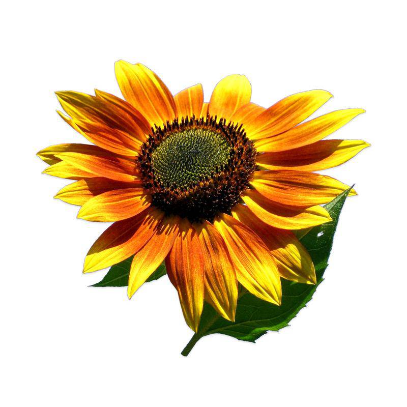 Sunflower, Autumn Beauty flower seeds