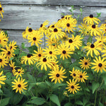 Black Eyed Susan seed packet