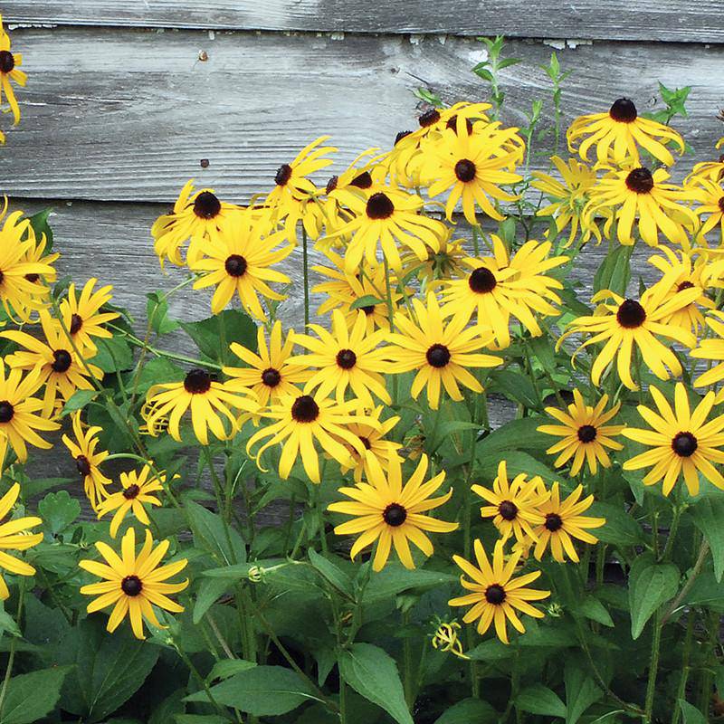 Black Eyed Susan seed packet