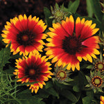 Blanketflower seed packet