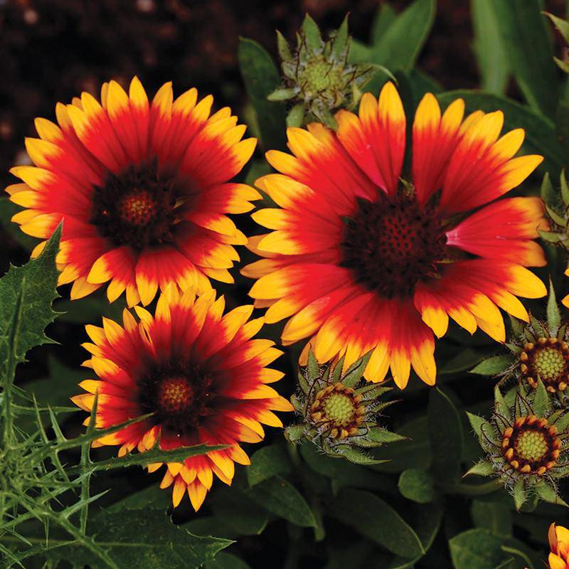 Blanketflower seed packet