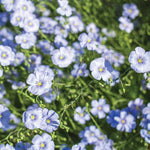 Blue Flax Seed garden seeds