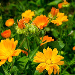Calendula seed packet