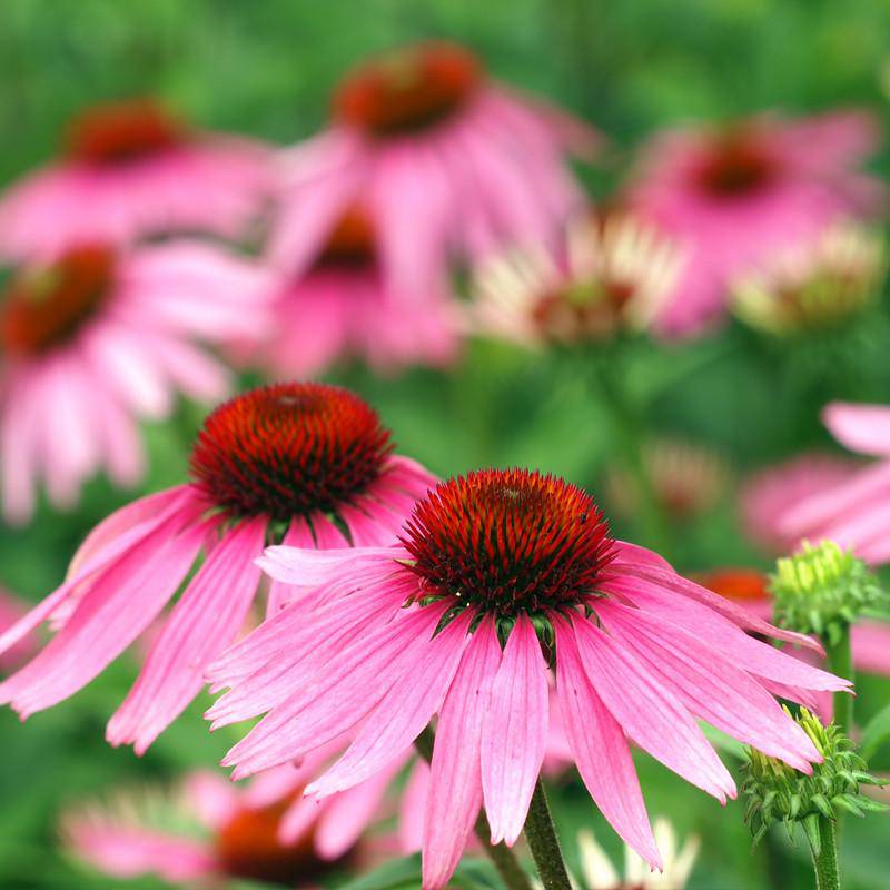 Purple Coneflower (Echinacea) flower seeds