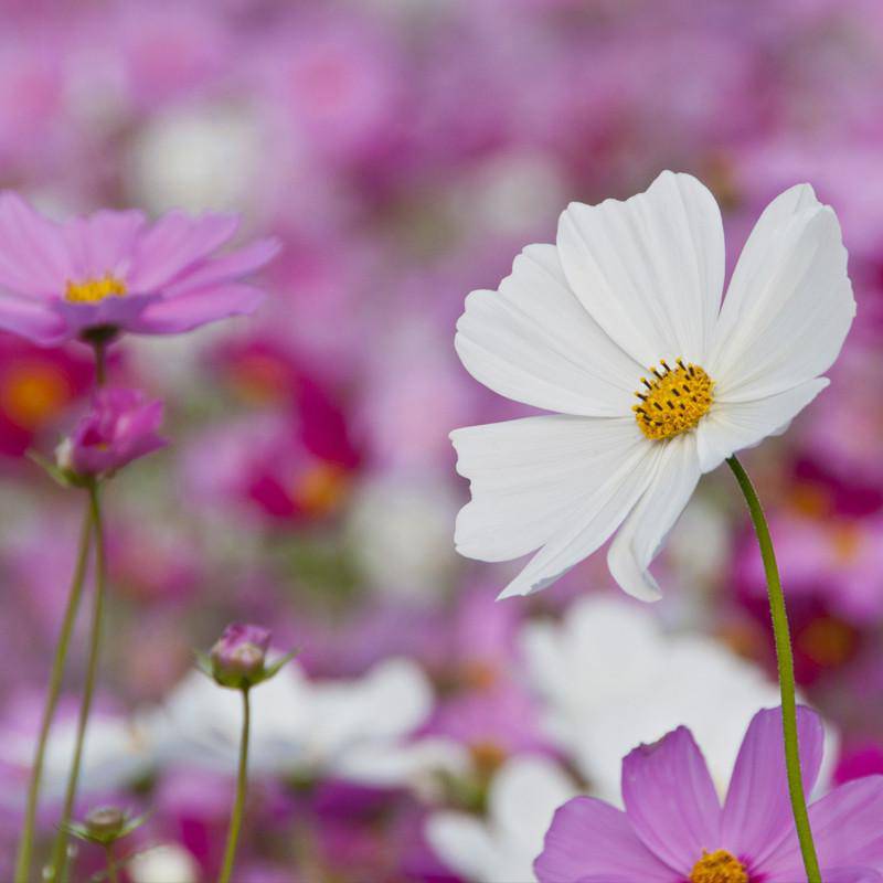 Cosmos, Sensation Seed Packets flower seeds