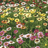 All You Need Is Love - Painted Daisies Packet - Bentley Seeds