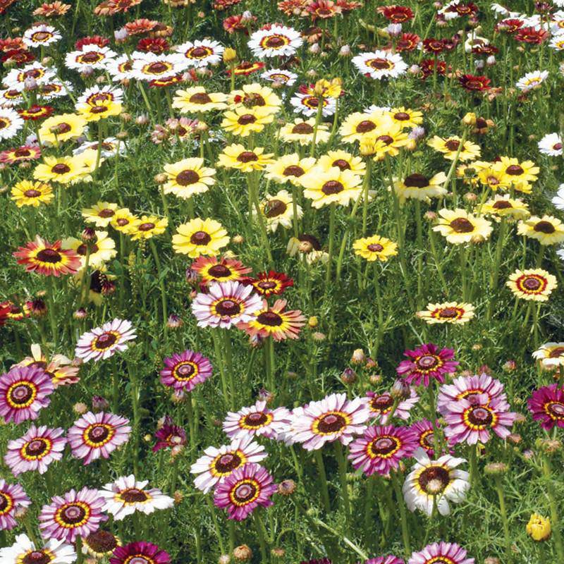 Daisy, Painted flower seeds