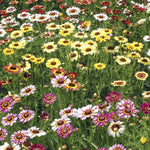Daisy, Painted flower seeds