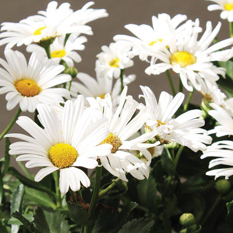 Daisy, Shasta Daisy Seed Packets seed packet