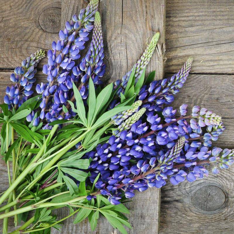 Lupine flower seeds
