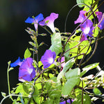 Morning Glory garden seeds
