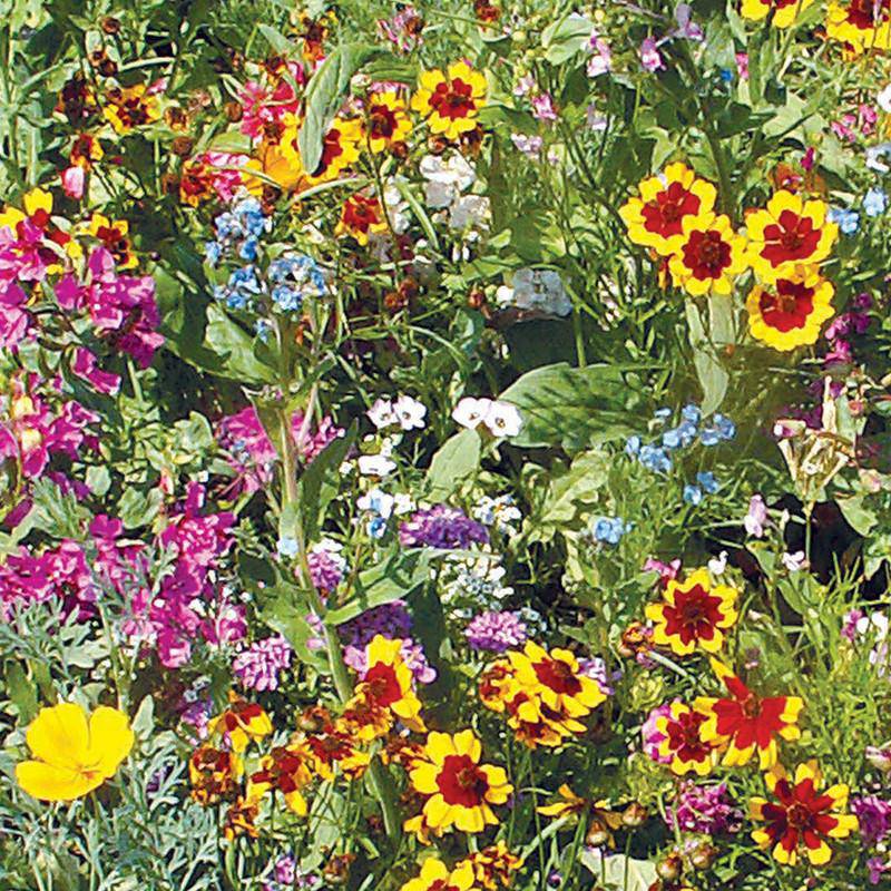 Wildflower, Sunny Wildflower Mix Seed Packets seed packet