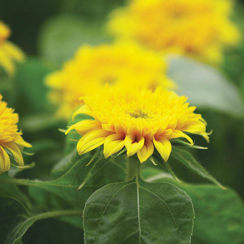 Sunflower, Dwarf Sungold Seed Packets seed packet