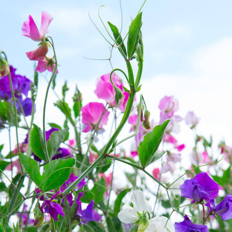 Sweet Pea Flower Seed Packets flower seeds