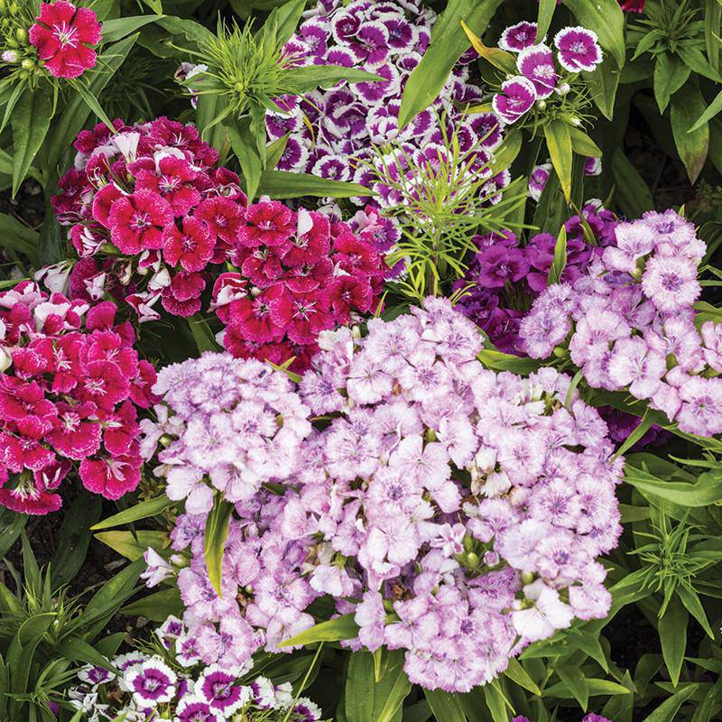 Sweet William, Tall Single Mix Seed Packets seed packet