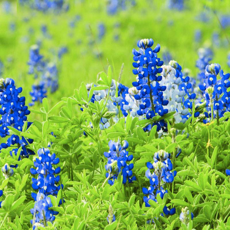 Texas Blue Bonnet seed packet