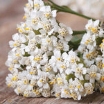 White Yarrow Seed flower seeds