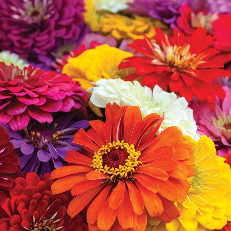 Zinnia, California Giant Mixed Seed Packets garden seeds