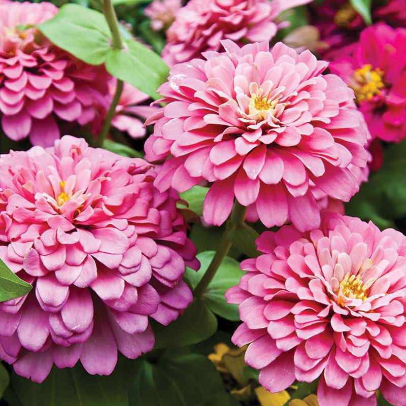 Zinnia, Lilliput Seed Packets seed packet
