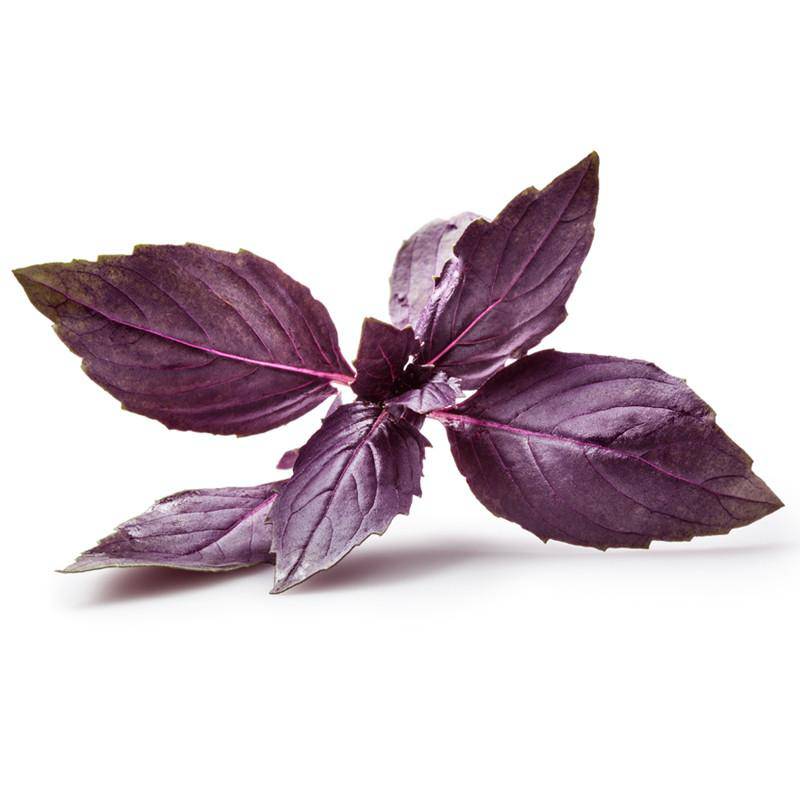 Basil, Purple Opal Seed Packets flower seeds
