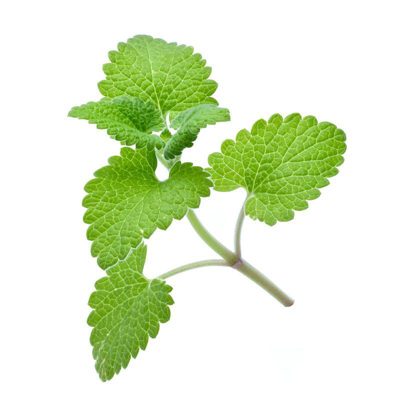 Catnip flower seeds