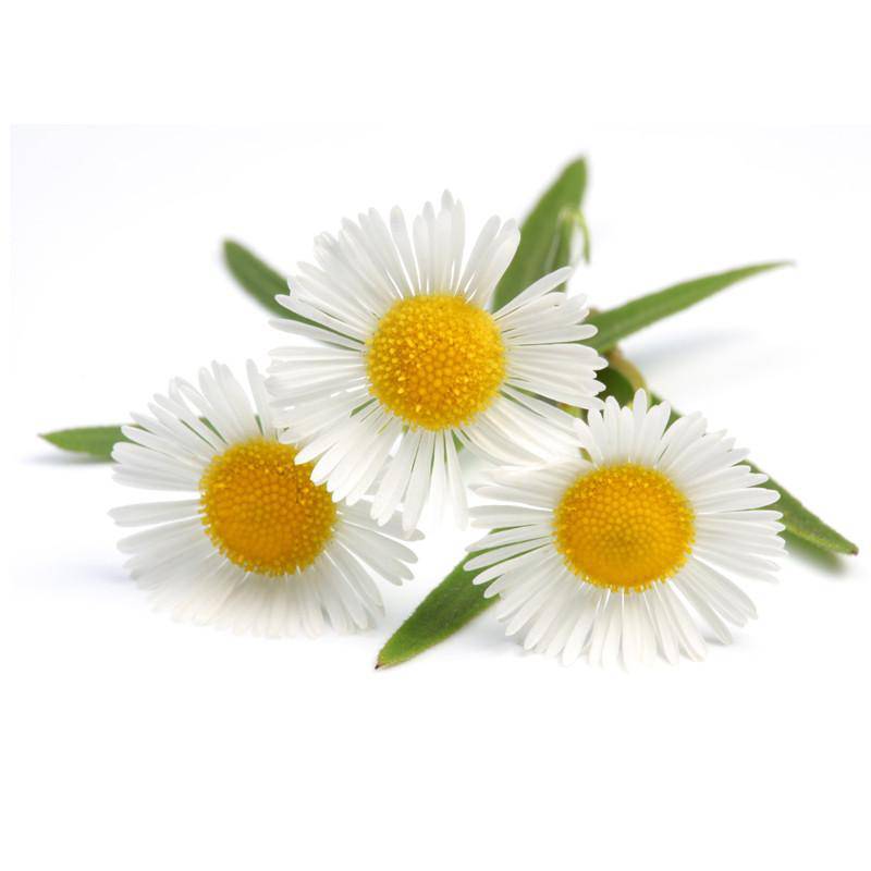 Chamomile Seed Packets seed packet