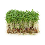Cress, Curled seed packet