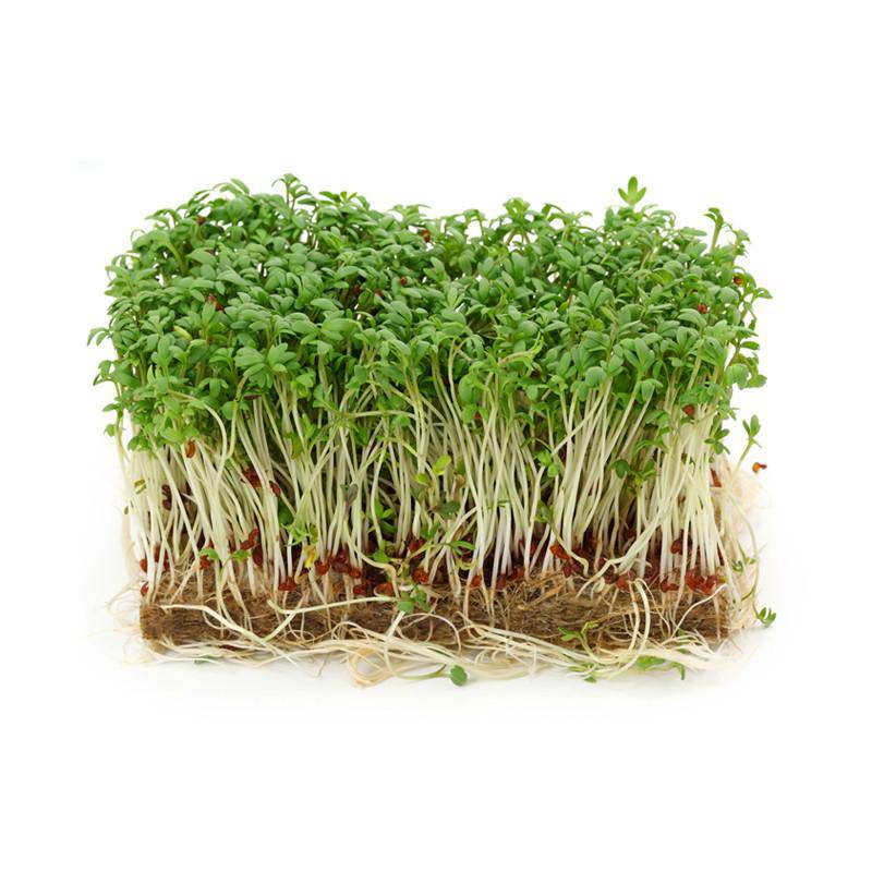 Cress, Curled seed packet