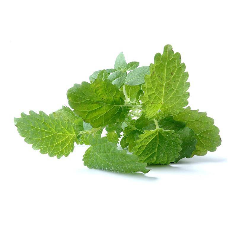 Lemon Balm Seed Packets garden seeds