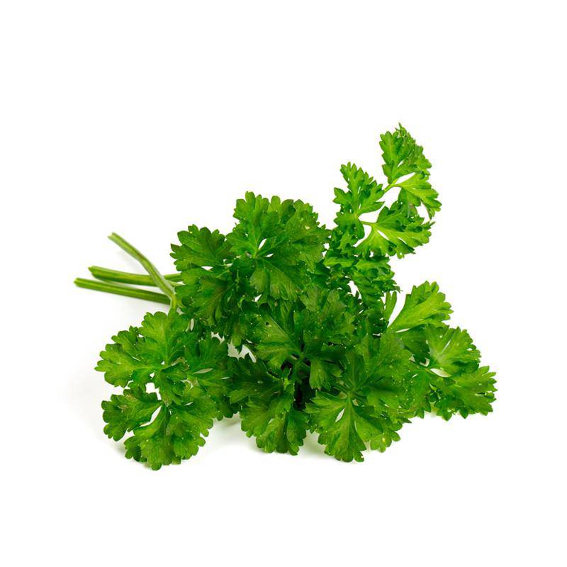 Parsley, Moss Curled garden seeds