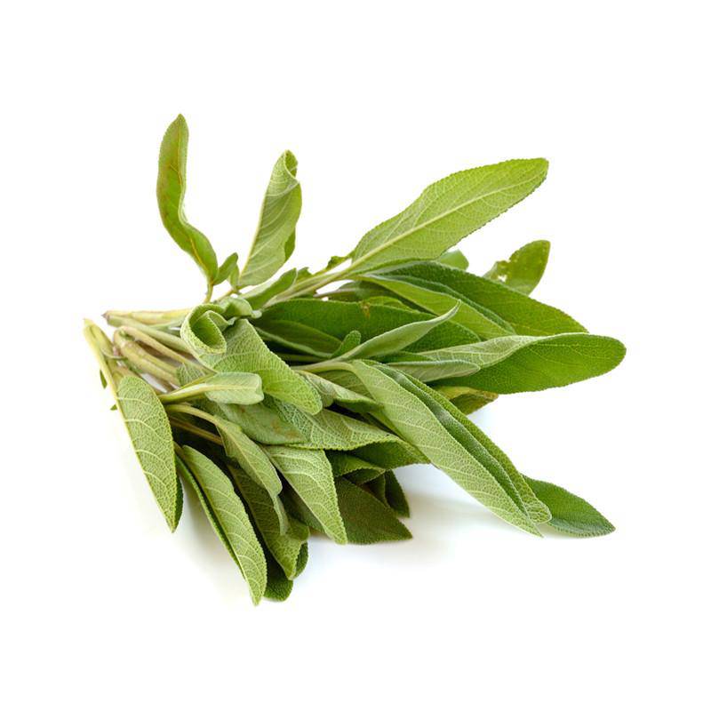 Sage, Broadleaf Seed Packets flower seeds