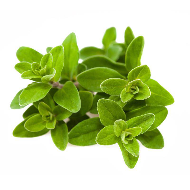 Sweet Marjoram Seed Packets garden seeds