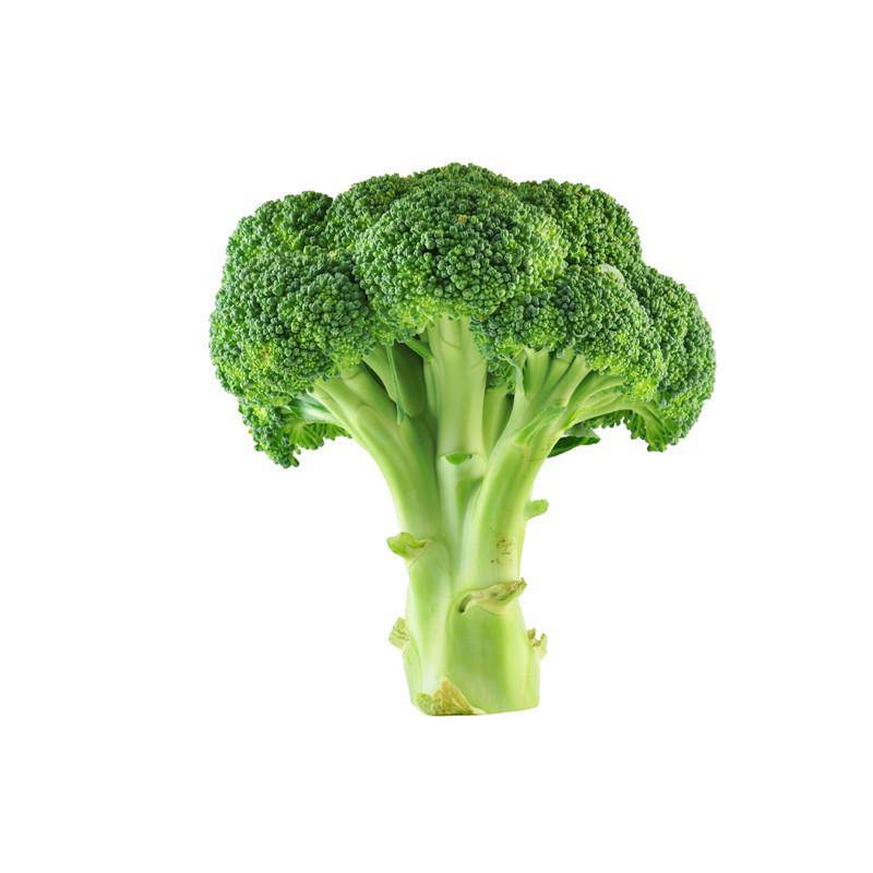Head of Broccoli on a white background.