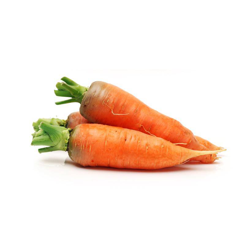 Three heirloom Danvers Half Long Carrots on white background.