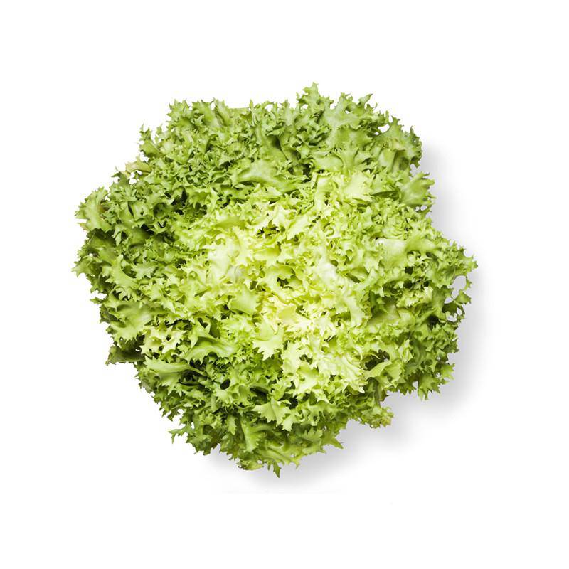 Endive, Broadleaf flower seeds