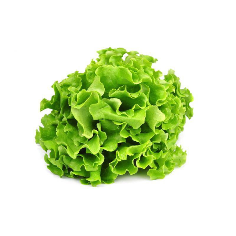 Fresh head of Lettuce on a white background.