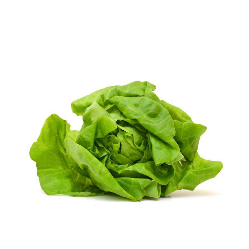 Fresh head of Buttercrunch lettuce on a white background.